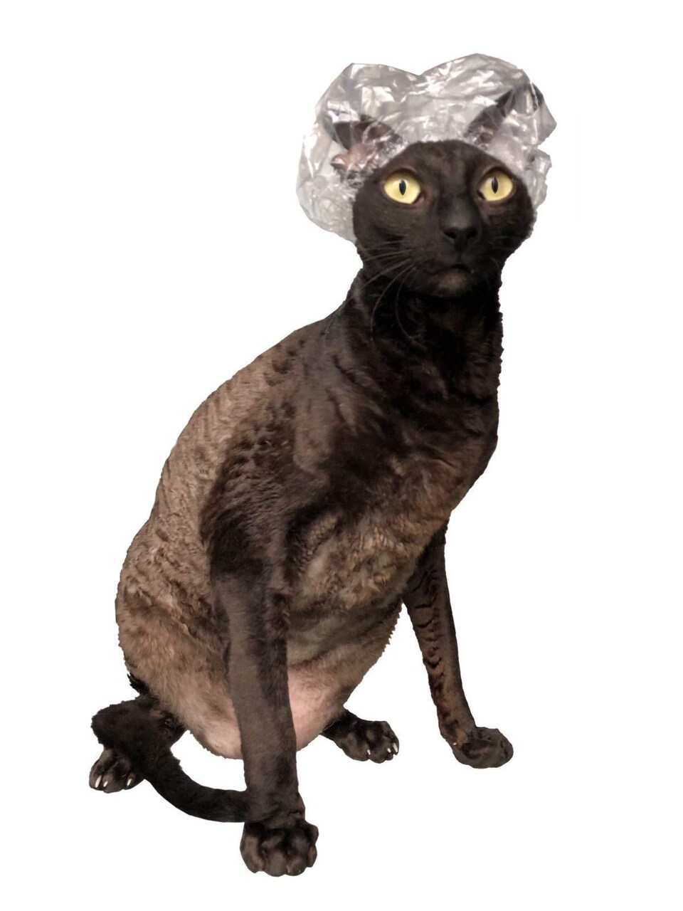 Kotomoda 20 Shower Caps for Sphynx Cats and Other Hairless Cats in a Tin Gift Box